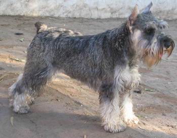 Schnauzer miniatura
